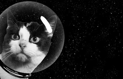 Таємна історія першої кішки в космосі