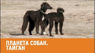Тази (казахські хорти)