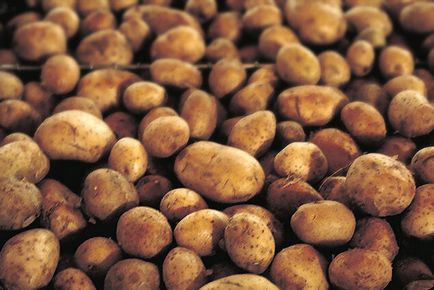 Tehnologia cartofilor de plantare de vară cu tuberculi proaspeți recoltați