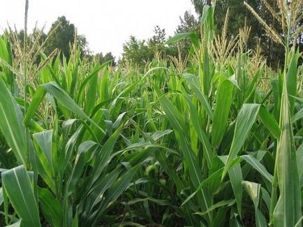 Технологія вирощування кукурудзи на силос
