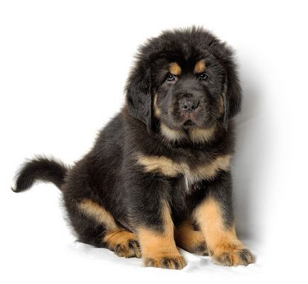 Tibetanul Mastiff