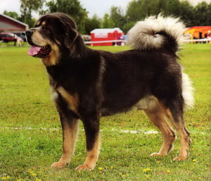 Tibetan Mastiff - descrierea rasei, caracteristici, istorie