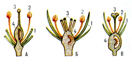 Tipuri de ovare în plante