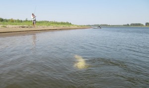 Crap de argint pe Volga și principiile principale ale pescuitului său 