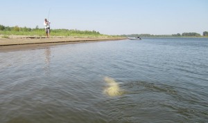 Товстолобик на Волзі і основні принципи його лову »