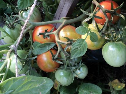 Tomat Barnaul canning отзывы, фото, урожайность