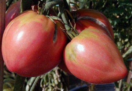 Caracteristicile inimii bovinelor de tomate și descrierea soiului