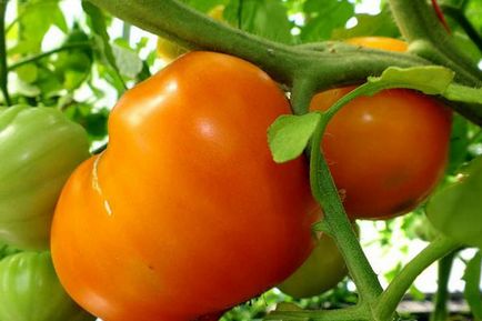 Caracteristicile inimii bovinelor de tomate și descrierea soiului