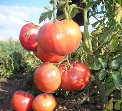 Tomate de zmeură viscount descriere varietală, caracteristici