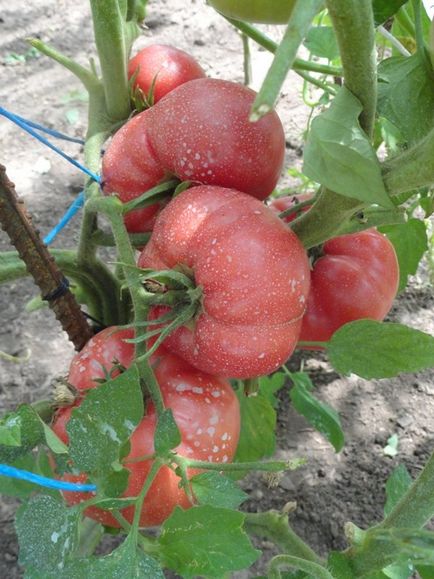 Tomate de zmeură viscount descriere varietală, caracteristici