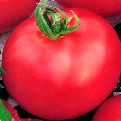 Tomato - viscount de zmeură, caracteristici și descrierea soiului, randament, fotografie