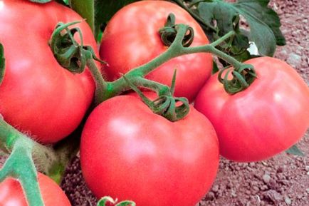 Tomato - viscount de zmeură, caracteristici și descrierea soiului, randament, fotografie