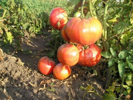 Tomato - viscount de zmeură, caracteristici și descrierea soiului, randament, fotografie