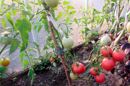 Tomato - viscount de zmeură, caracteristici și descrierea soiului, randament, fotografie