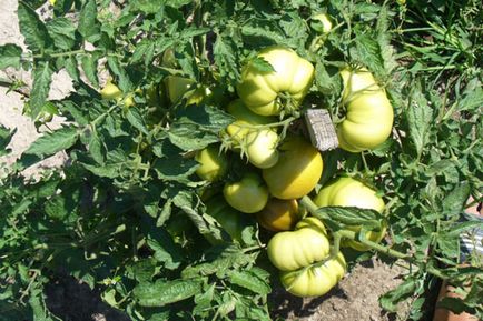 Tomato - viscount de zmeură, caracteristici și descrierea soiului, randament, fotografie