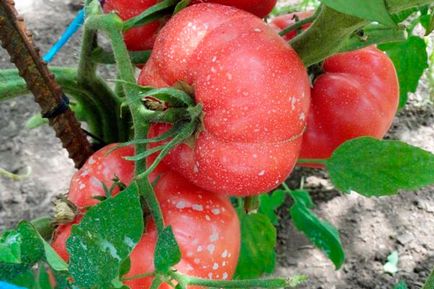 Tomato - viscount de zmeură, caracteristici și descrierea soiului, randament, fotografie