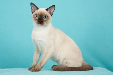 Tonkinese macska - macska fotó, természet, a fajta, leírás, videó