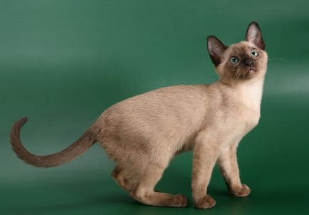 Tonkinskaya cat - pisica fotografie, natura rasei, descriere, video