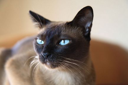 Tonkinskaya cat - pisica fotografie, natura rasei, descriere, video