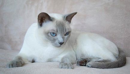 Тонкинская кішка - фото кішки, характер породи, опис, відео