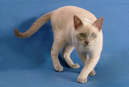 Tonkinese macska - macska fotó, természet, a fajta, leírás, videó