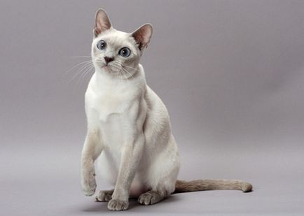 Tonkinese macska - macska fotó, természet, a fajta, leírás, videó