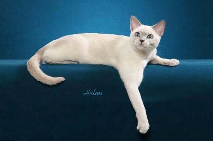 Тонкинская кішка - фото кішки, характер породи, опис, відео