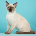 Tonkinese cat (Tonkinese) - Közösségi catpage macskaszeretőknek