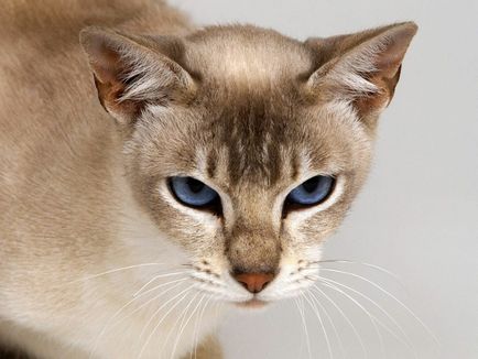 Тонкинская кішка (Тонкінез) - спільнота любителів кішок catpage