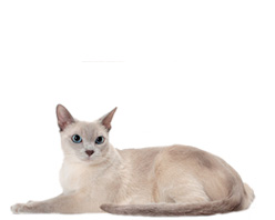 Tonkinese cat (Tonkinese) - Közösségi catpage macskaszeretőknek