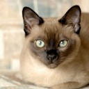 Tonkinsky pisica (thinkinez) - comunitatea iubitorilor de pisici