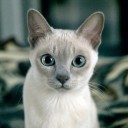 Tonkinese cat (Tonkinese) - Közösségi catpage macskaszeretőknek