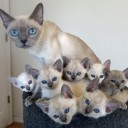 Tonkinese cat (Tonkinese) - Közösségi catpage macskaszeretőknek