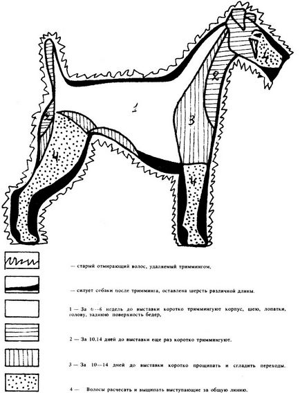 Decuparea airedale de argint din anul 1991