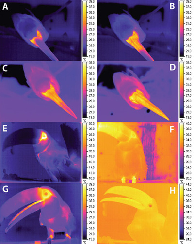 Toucan, care iubește îmbrățișările