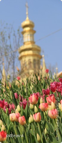 Тюльпан - символ щастя, любові! І перемоги, країна майстрів