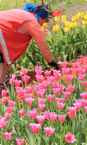 Tulip - a jelképe a boldogság és a szeretet! És győztes ország művészek