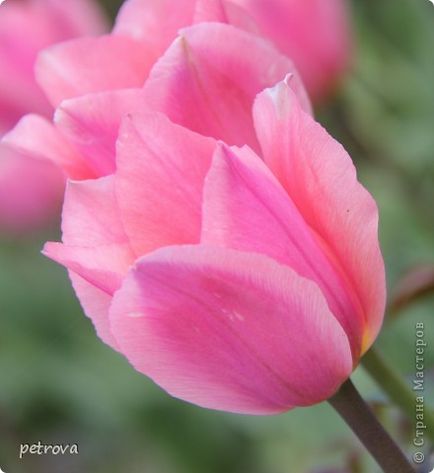 Tulip - un simbol al fericirii, iubire! Și victoriile, țara stăpânilor