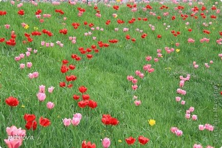 Tulip - a jelképe a boldogság és a szeretet! És győztes ország művészek