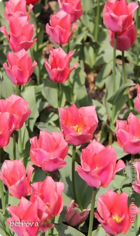 Tulip - a jelképe a boldogság és a szeretet! És győztes ország művészek