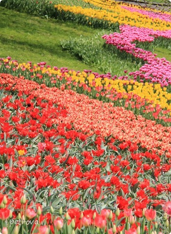 Tulip - a jelképe a boldogság és a szeretet! És győztes ország művészek