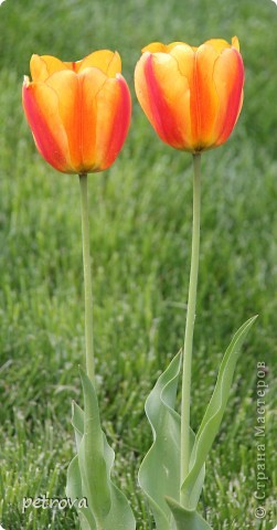 Тюльпан - символ щастя, любові! І перемоги, країна майстрів