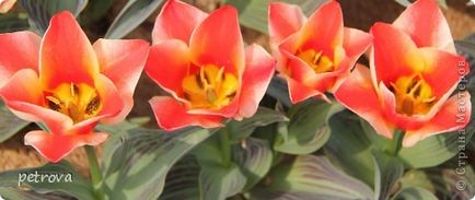 Tulip - un simbol al fericirii, iubire! Și victoriile, țara stăpânilor