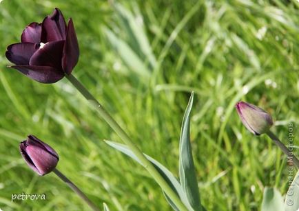 Tulip - a jelképe a boldogság és a szeretet! És győztes ország művészek