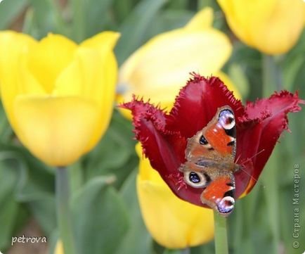 Tulip - a jelképe a boldogság és a szeretet! És győztes ország művészek