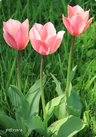 Tulip - un simbol al fericirii, iubire! Și victoriile, țara stăpânilor