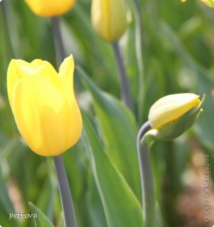 Tulip - un simbol al fericirii, iubire! Și victoriile, țara stăpânilor