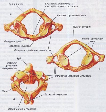 Aflați cum să vă agitați în mod corespunzător gâtul - 18 iunie 2010 - Lumea artelor marțiale de box, lupte, lupta sambo, kudo