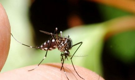 Mosquito muscatura umflarea și roșeață cum ar fi pentru a elimina umflarea, o pată roșie după insecte, locul umflat,