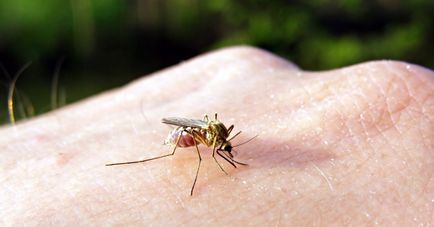 Укус комара пухлина і почервоніння як зняти набряк, червона пляма після комах, розпухло місце,